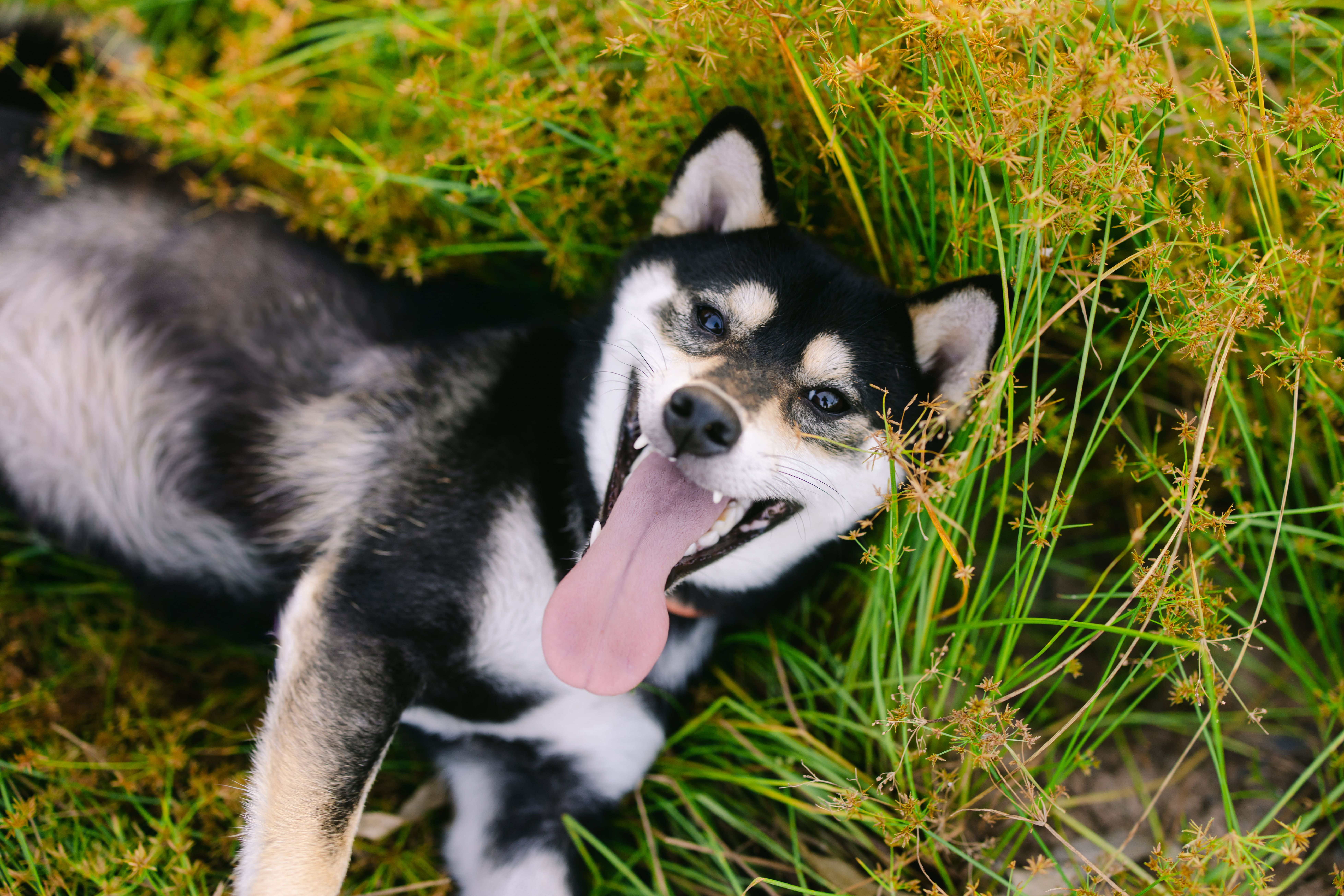 Pawfect Outdoor